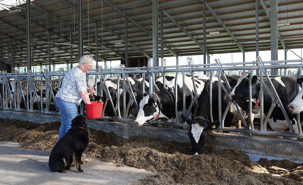 Wie ein Dach das Wohlbefinden Ihrer Tiere steigern kann 