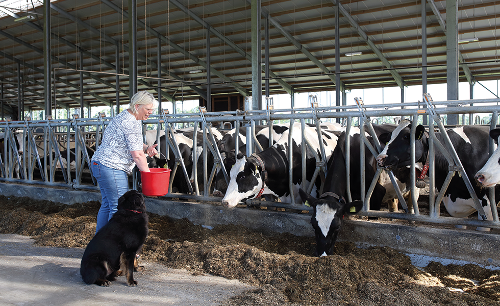 Wie ein Dach das Wohlbefinden Ihrer Tiere steigern kann