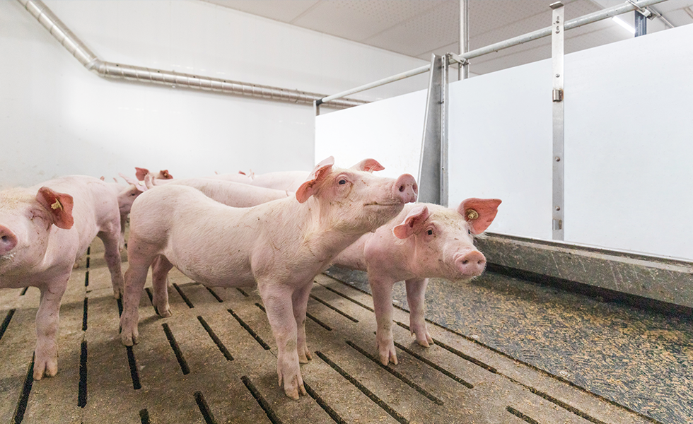 Wie ein Dach das Wohlbefinden Ihrer Tiere steigern kann 