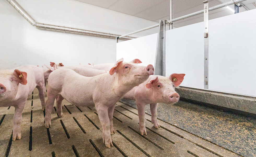 Wie ein Dach das Wohlbefinden Ihrer Tiere steigern kann
